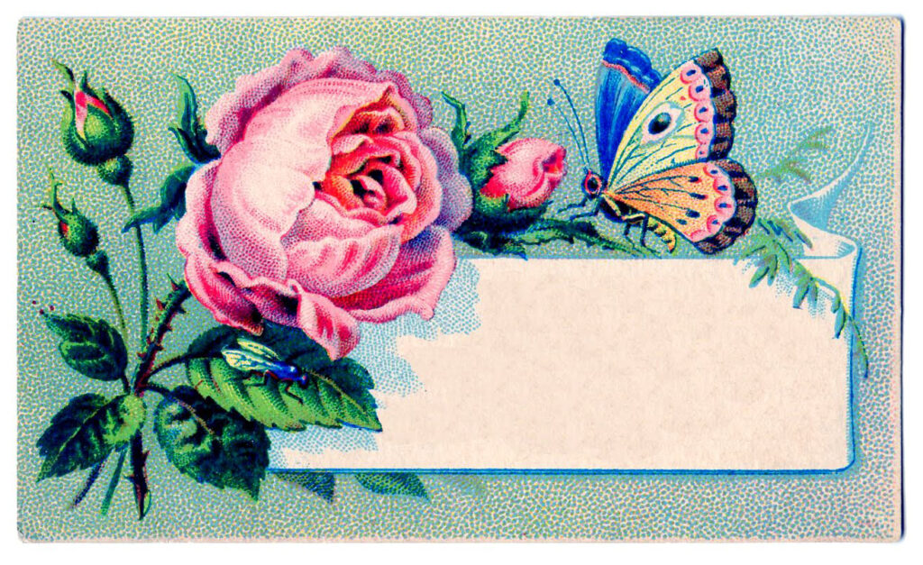 blank calling card butterfly pink rose image