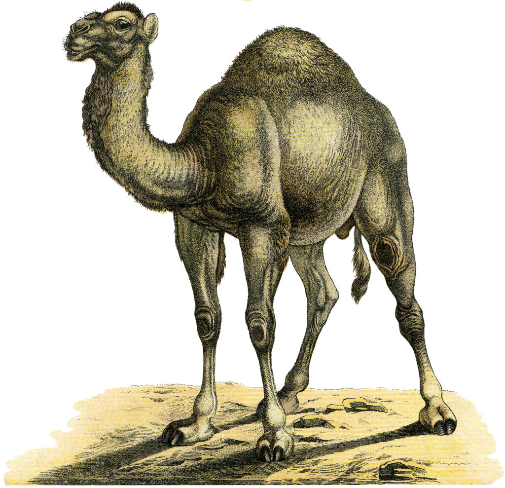 vintage camel one hump image