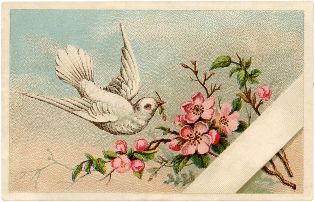 vintage dove pink flowers illustration