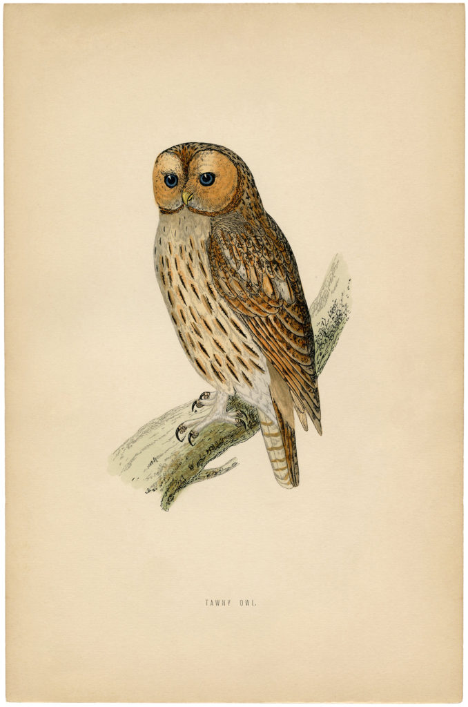 vintage printable owl illustration