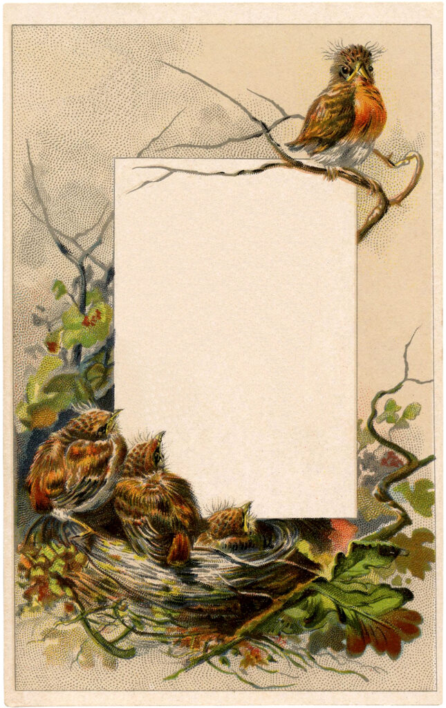 robin label card image