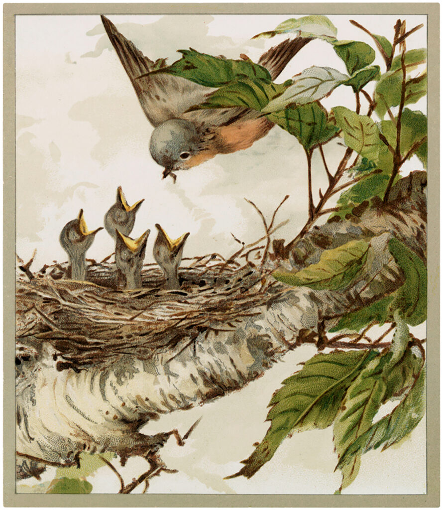 vintage robin babies nest illustration