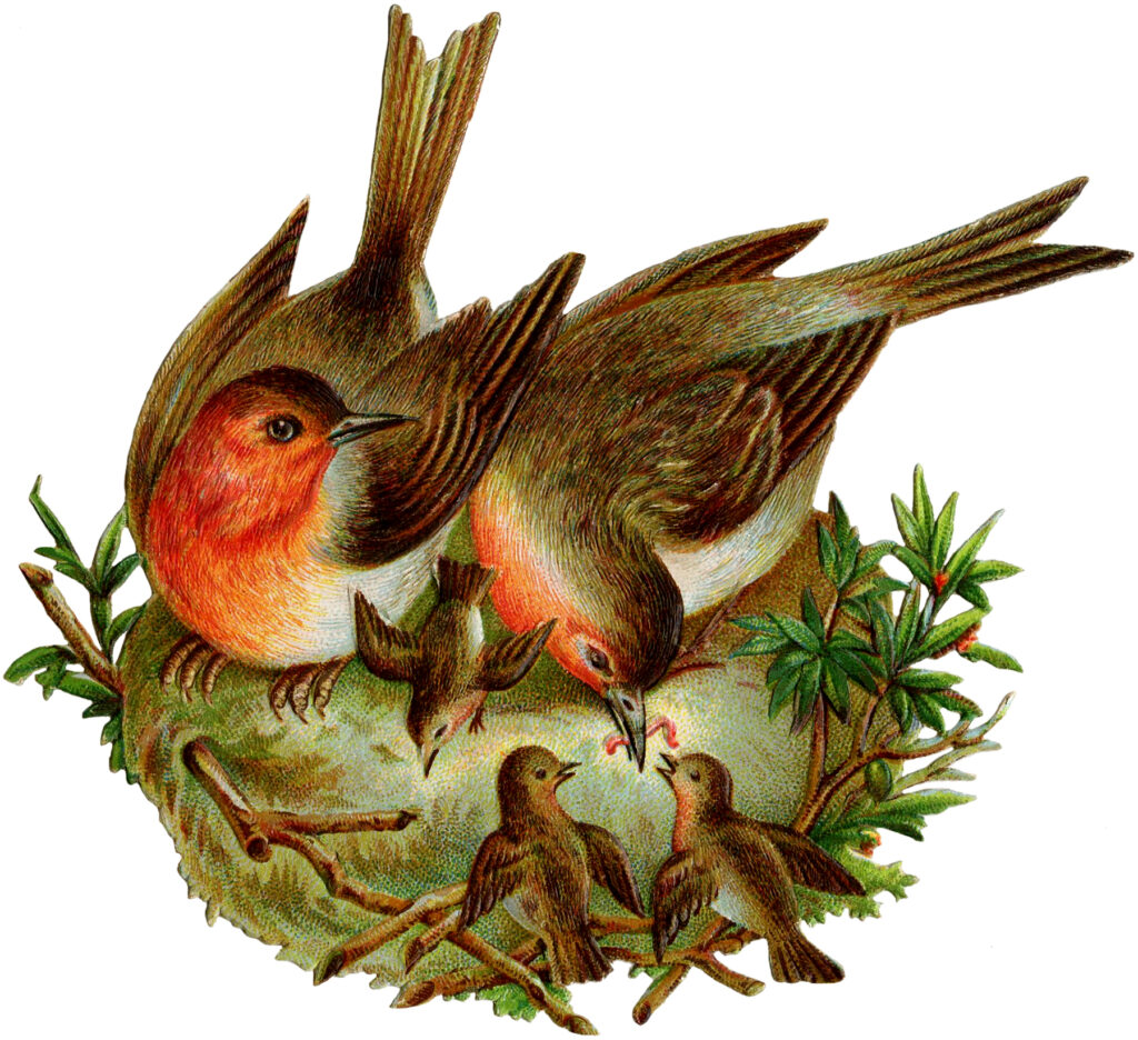 vintage robins nest clipart