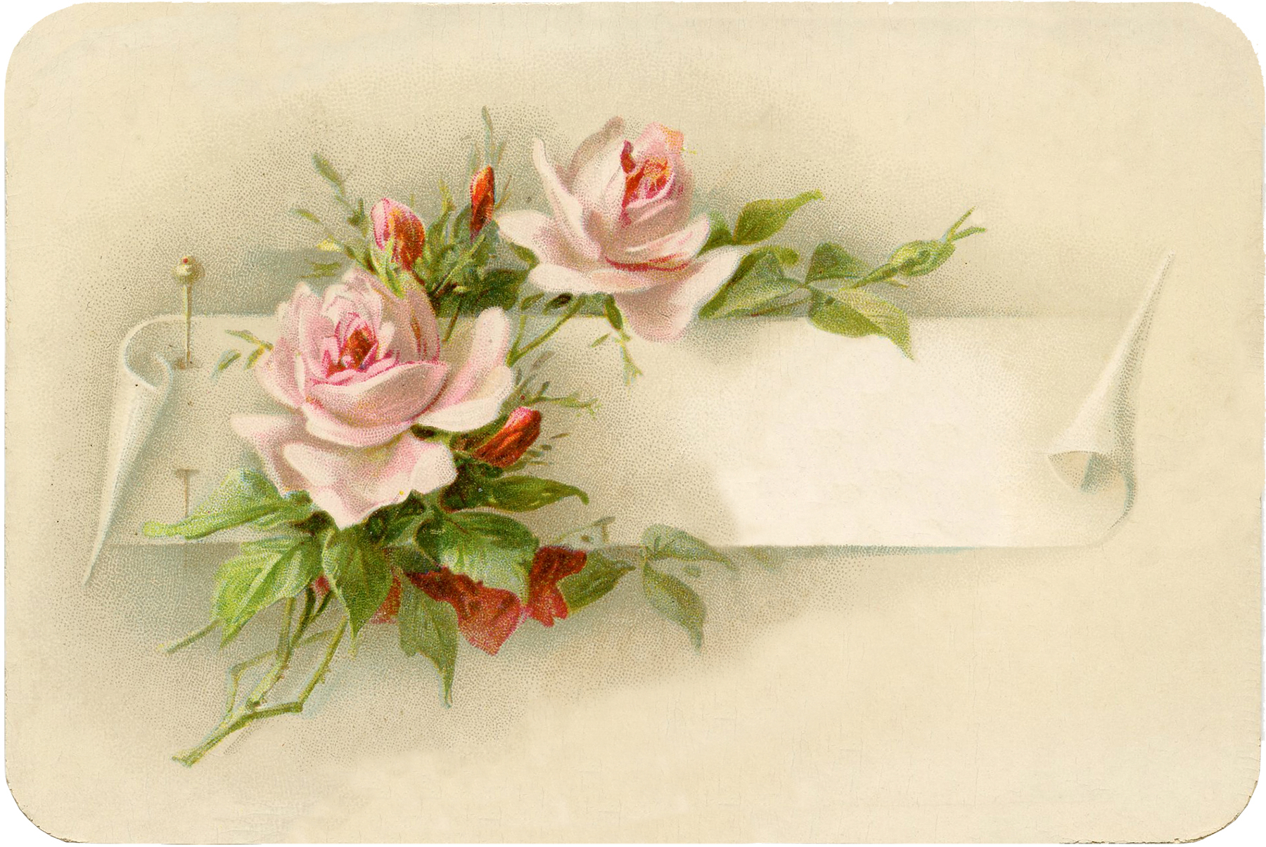 vintage roses label illustration