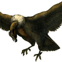 vulture illustration