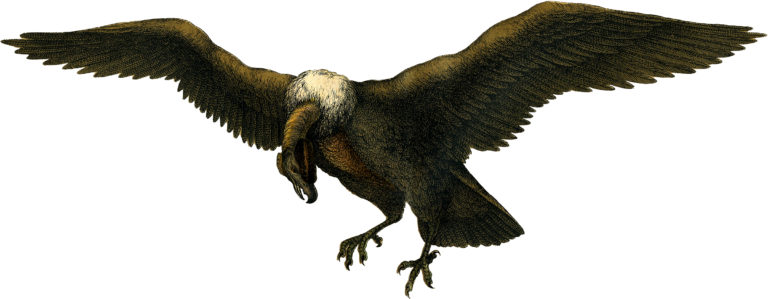 vulture illustration