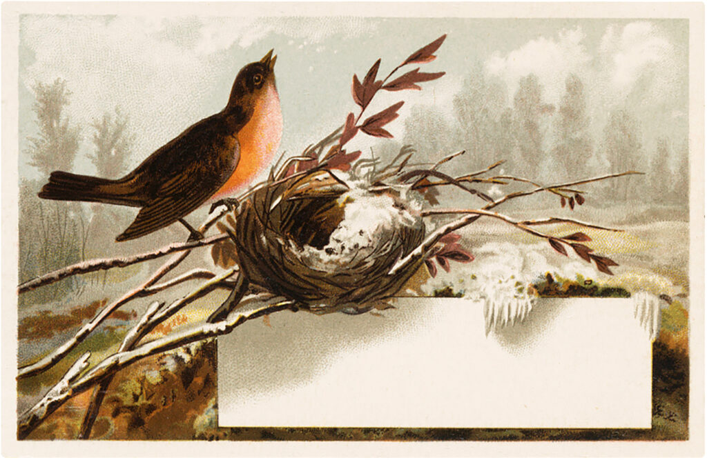 vintage winter robin Image with nest