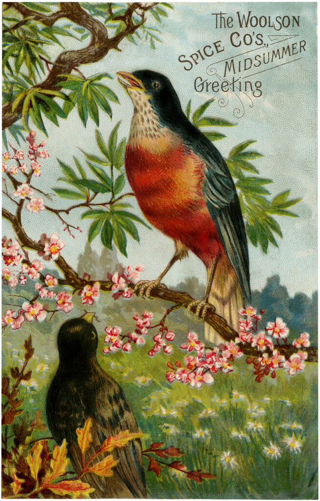 vintage advertising birds robin illustration