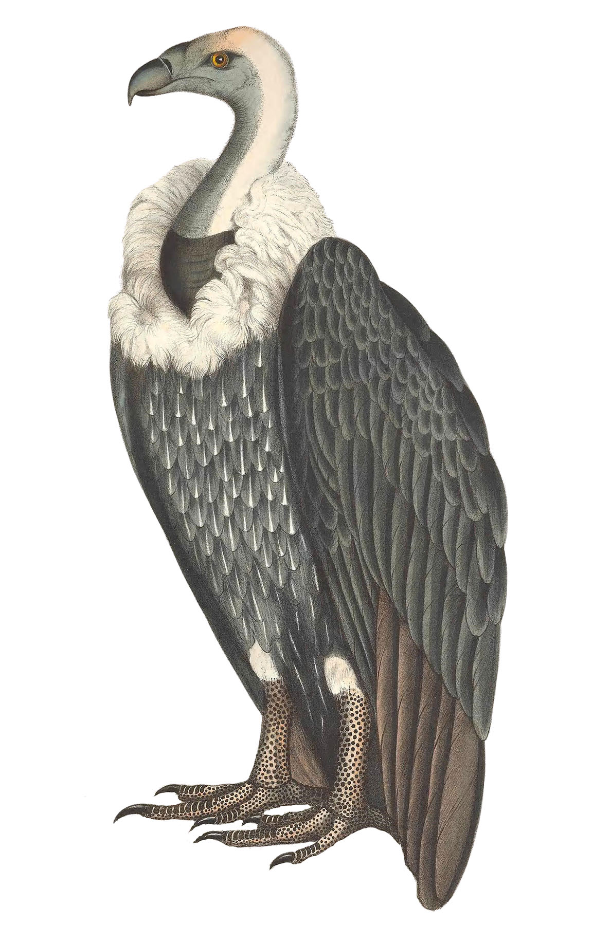 Vulture Picture