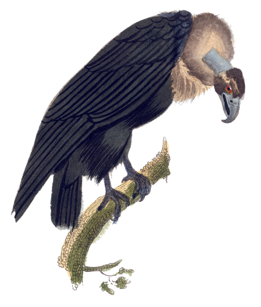 Vulture Image