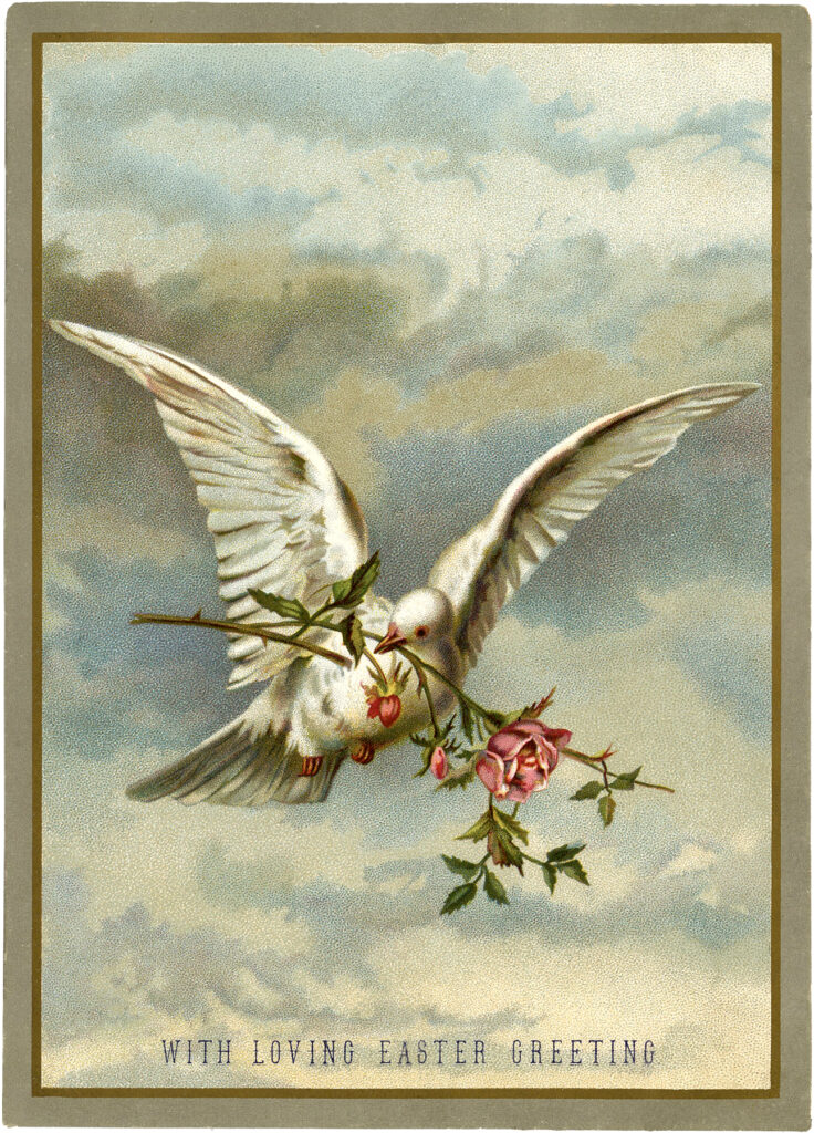 white dove roses vintage clipart