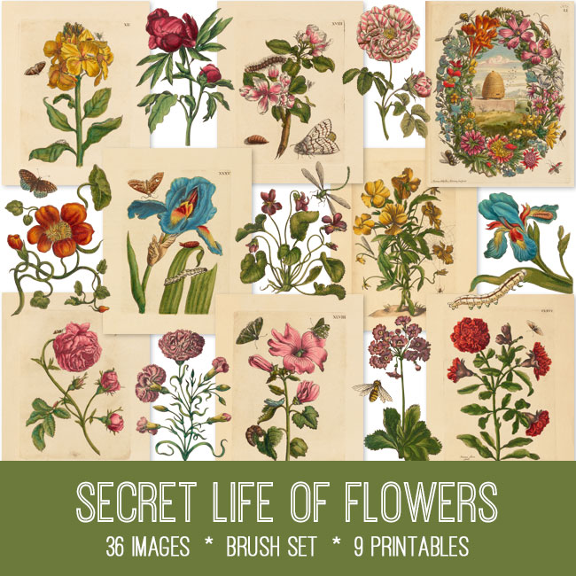Secret Life of Flowers vintage images