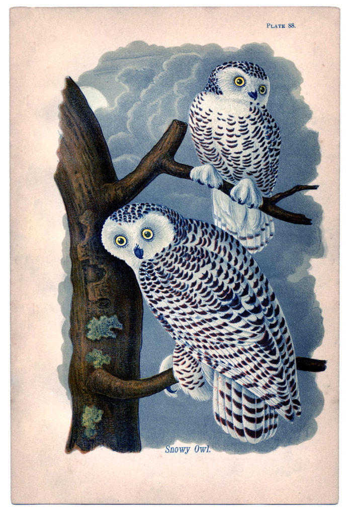 snowy owls vintage image