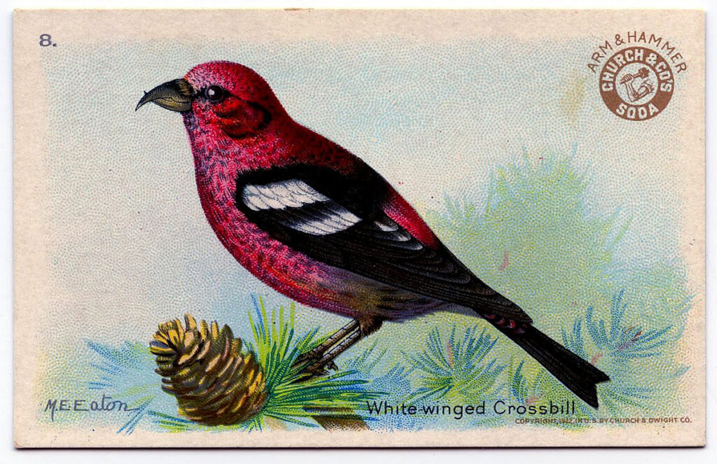 Christmas red bird pinecone illustration
