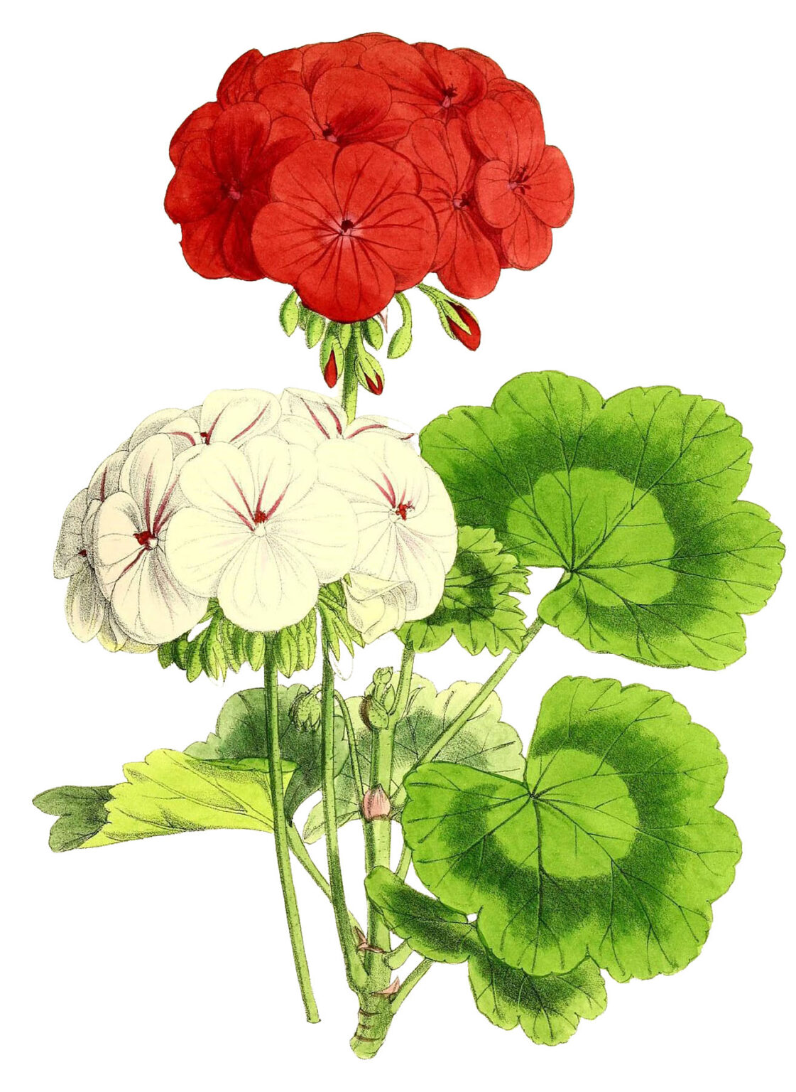 12 Picture of a Geranium! - The Graphics Fairy