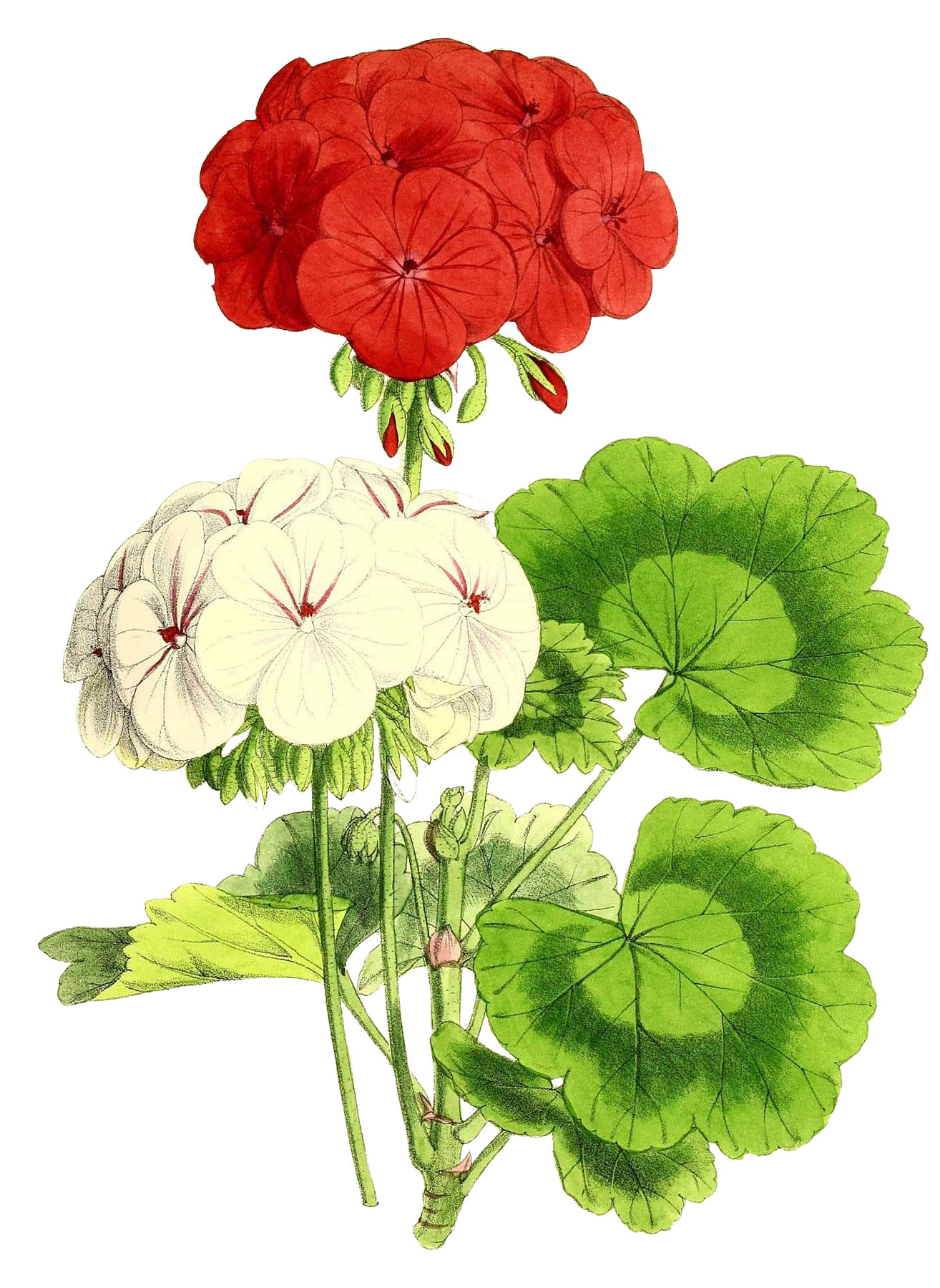 geraniums clipart school