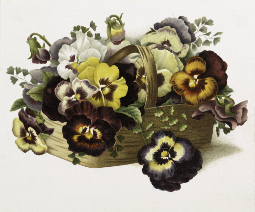 Pansy Basket Image