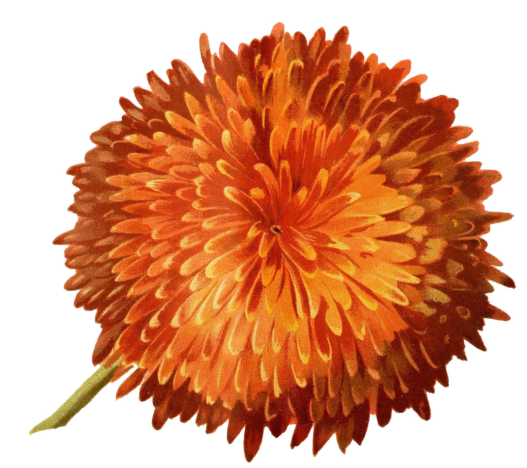 Picture of a Chrysanthemum