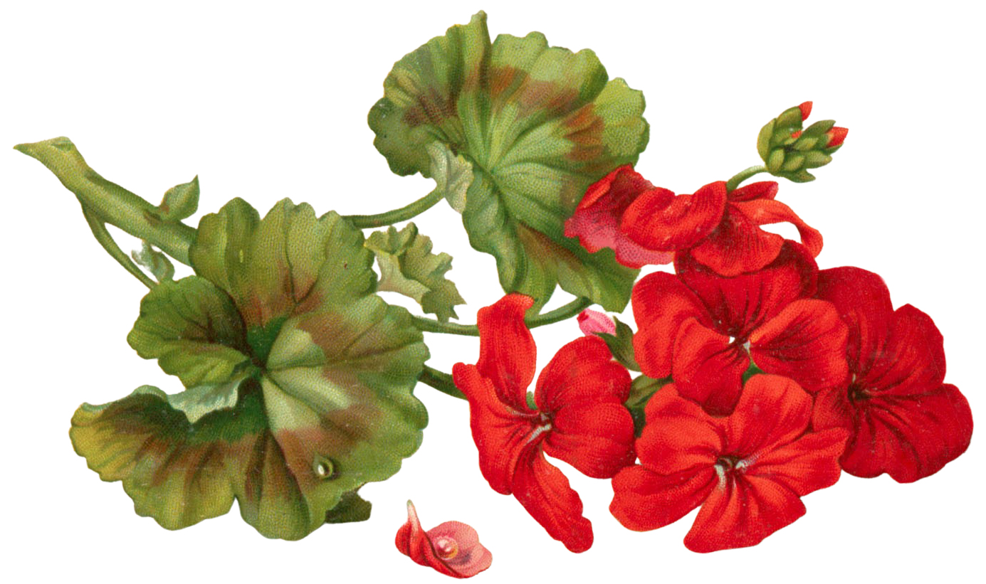 geraniums clipart school