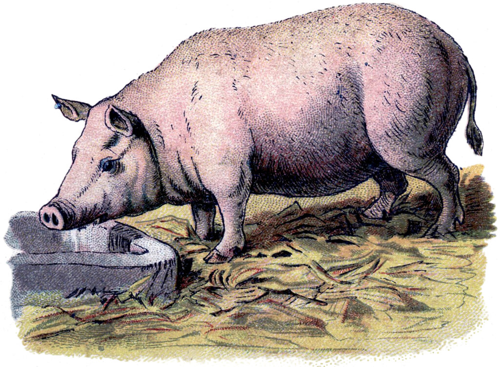 vintage pig trough illustration