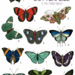 vintage bright & bold butterflies ephemera digital image bundle