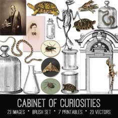 cabinet of curiosities vintage ephemera bundle