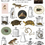 cabinet of curiosities vintage ephemera digital image bundle