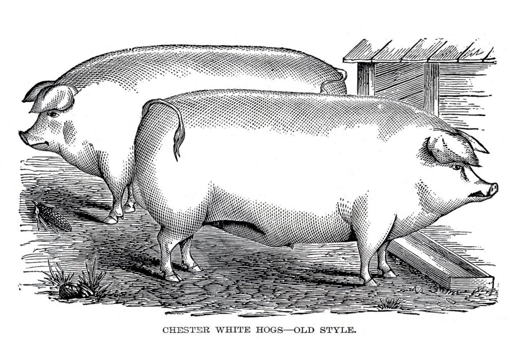 pigs black white engraving image