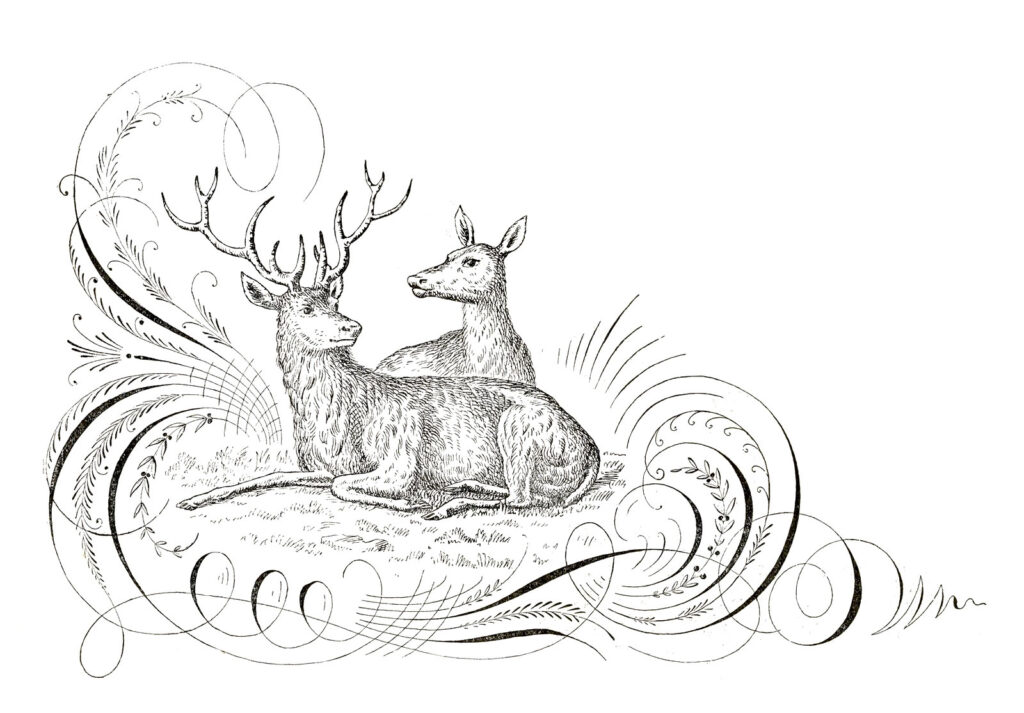 deer pen flourish illustration