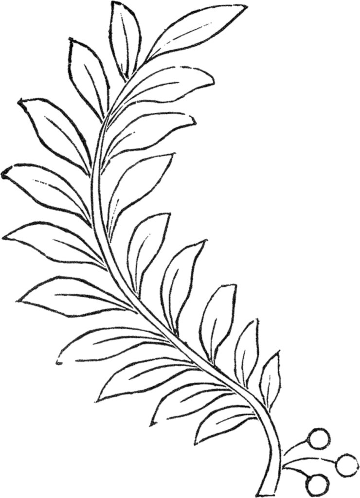 laurel leaf branch image