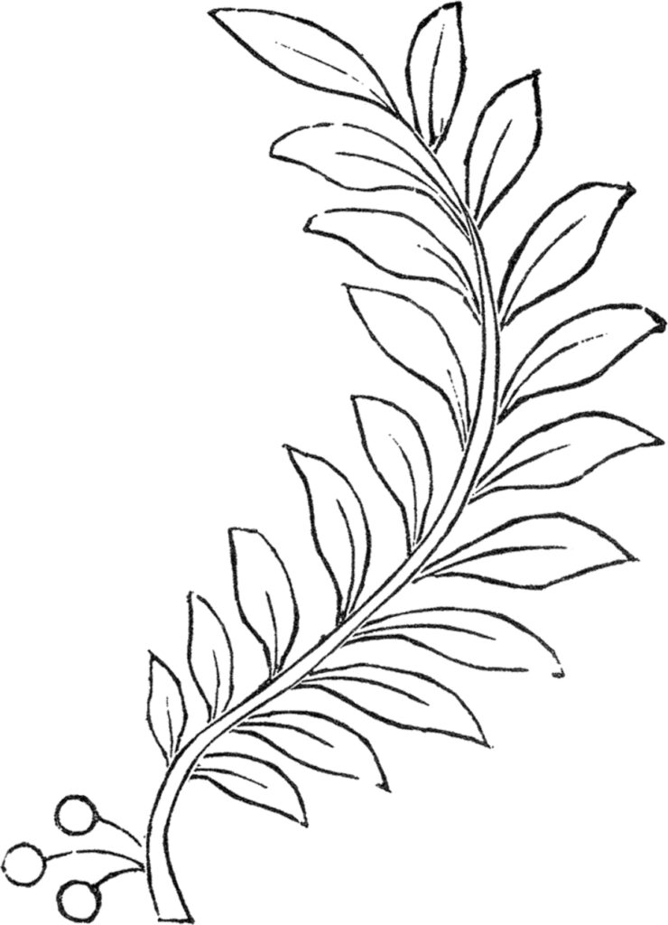 laurel leaf branch image