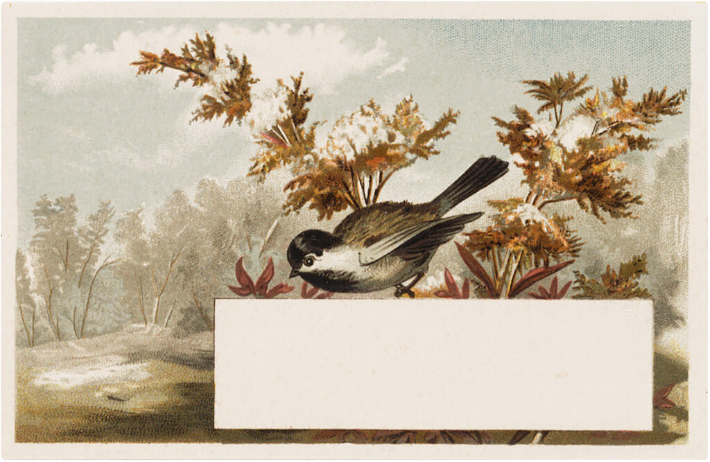 bird chickadee fall label illustration