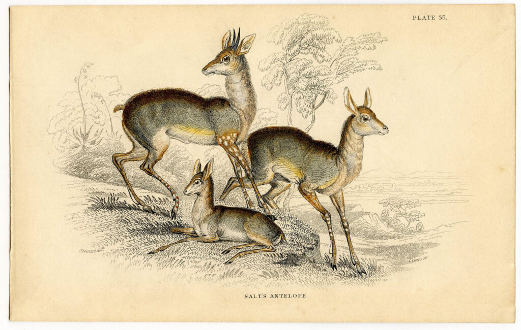 vintage antelope image