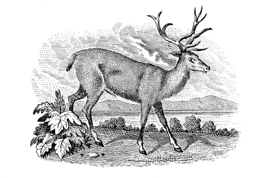 deer landscape engraving clipart