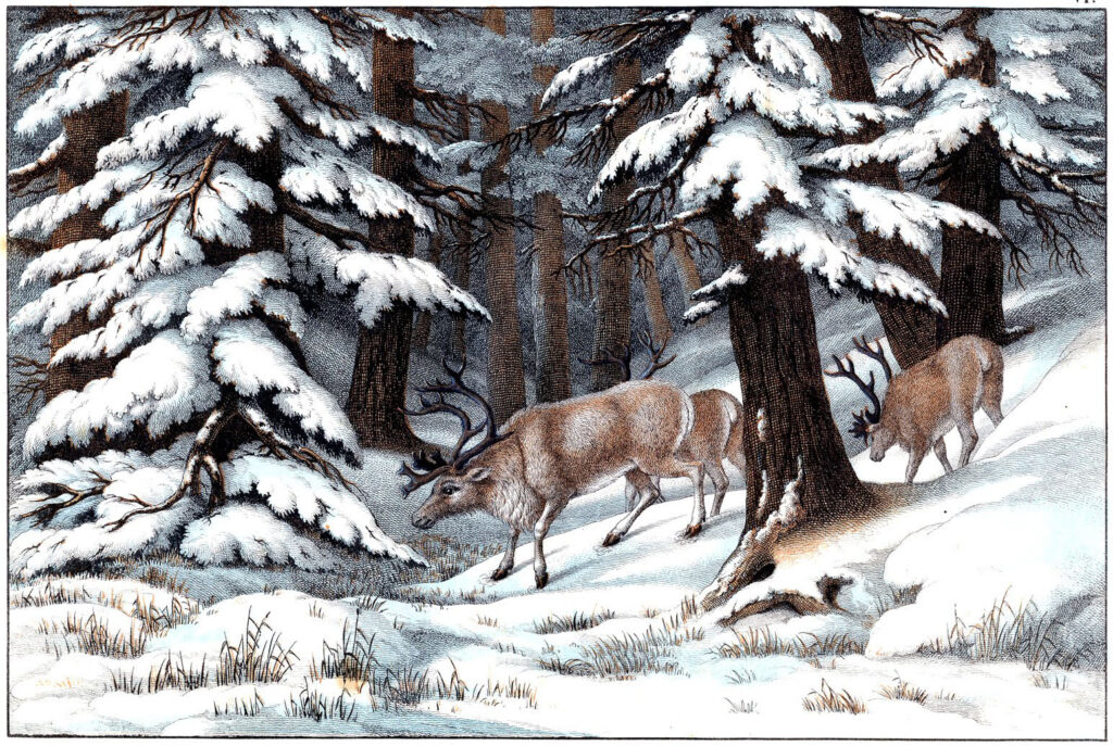 reindeer snow forest vintage illustration