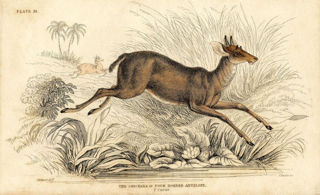 Running Antelope Image