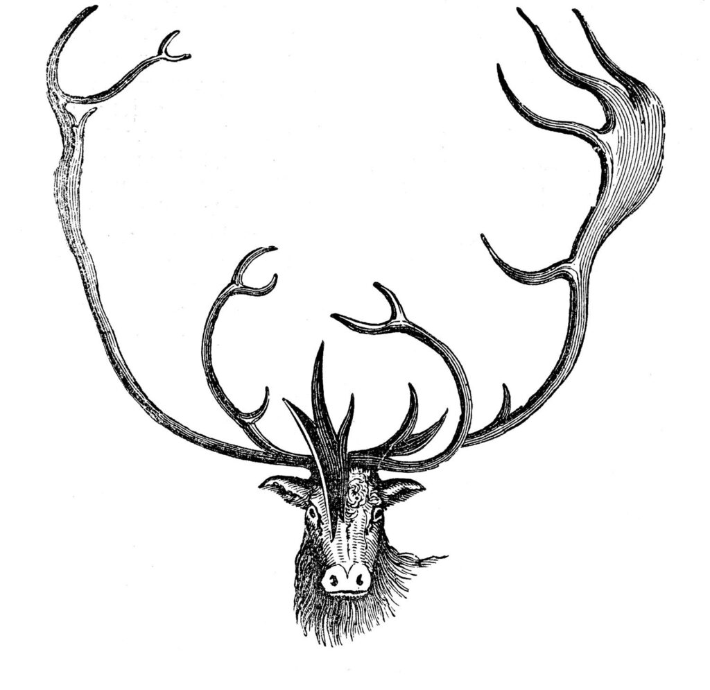 Carabou with antlers Clipart
