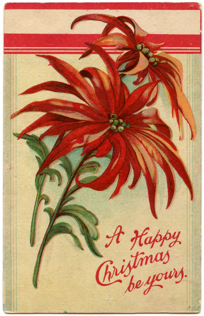 Red Poinsettia Flower Image