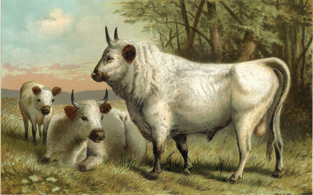 white cows clipart