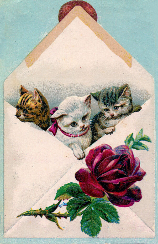 tabby kittens in envelope image