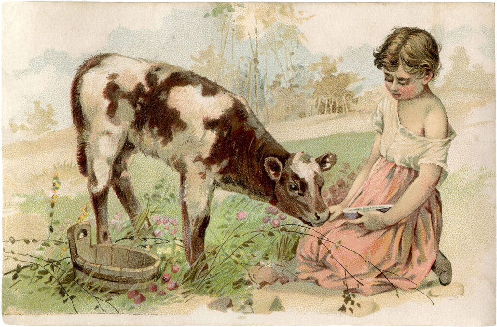 girl feeding calf vintage illustration