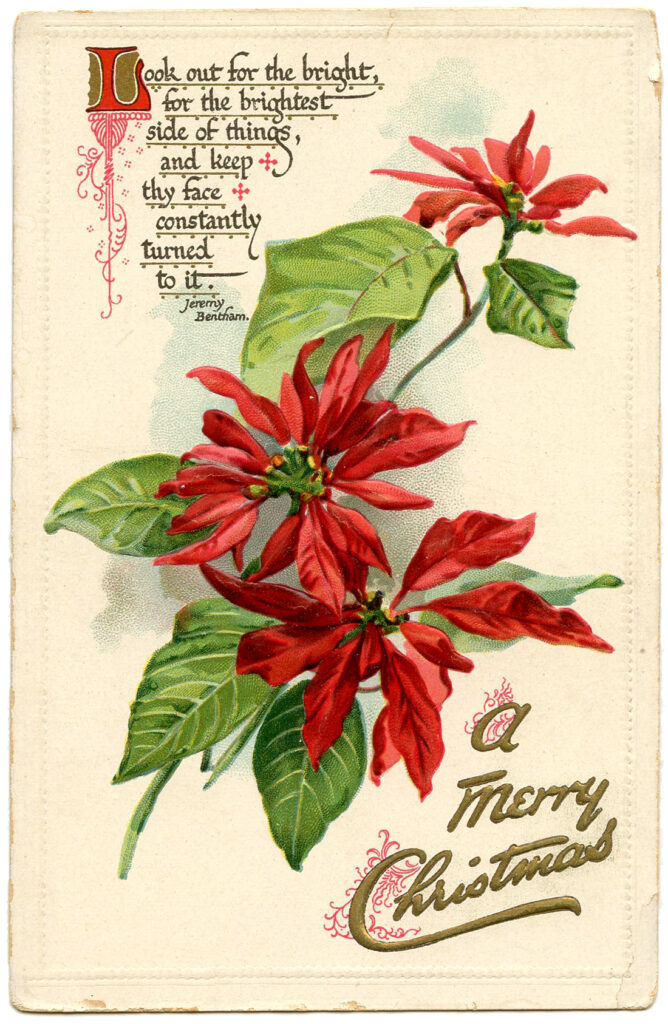 Merry Christmas Poinsettia Image