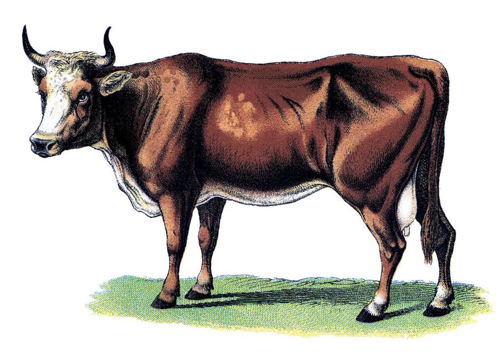 vintage brown cow image