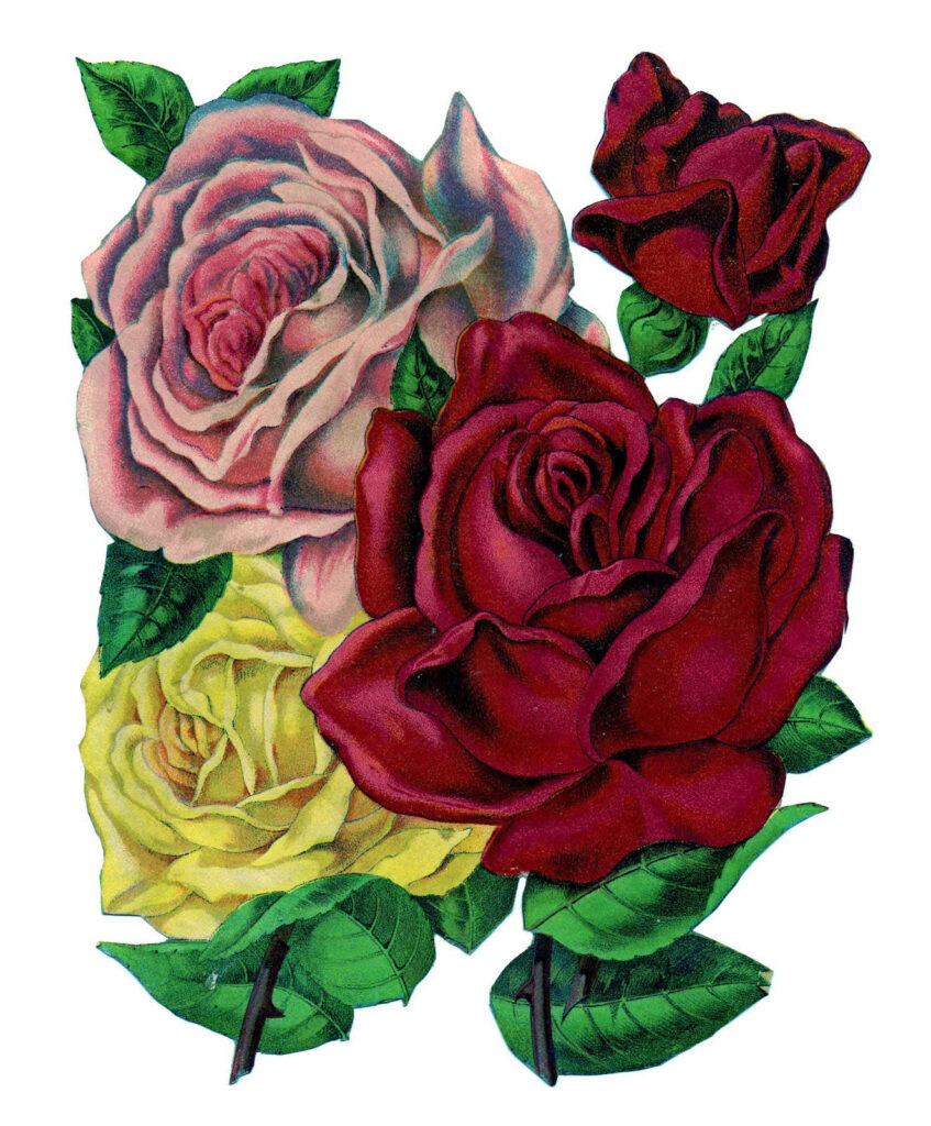 vintage roses clipart