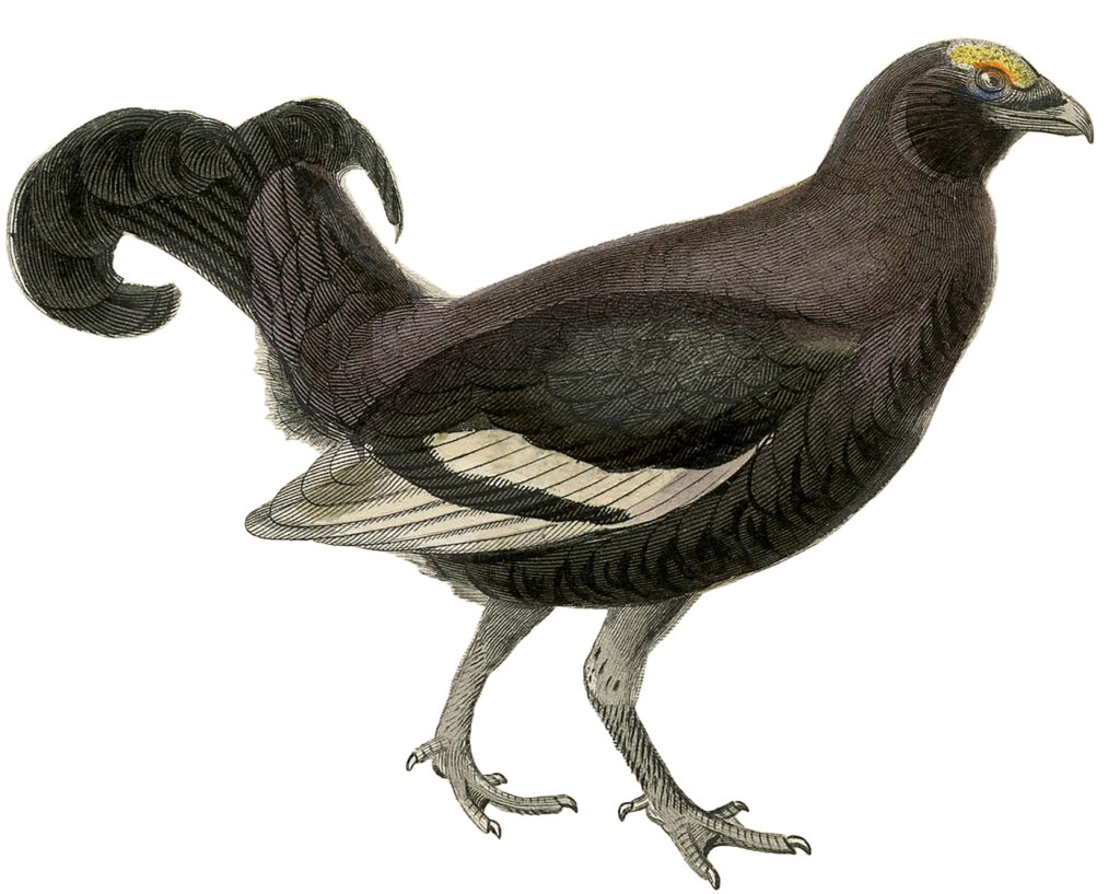 antique brown bird image