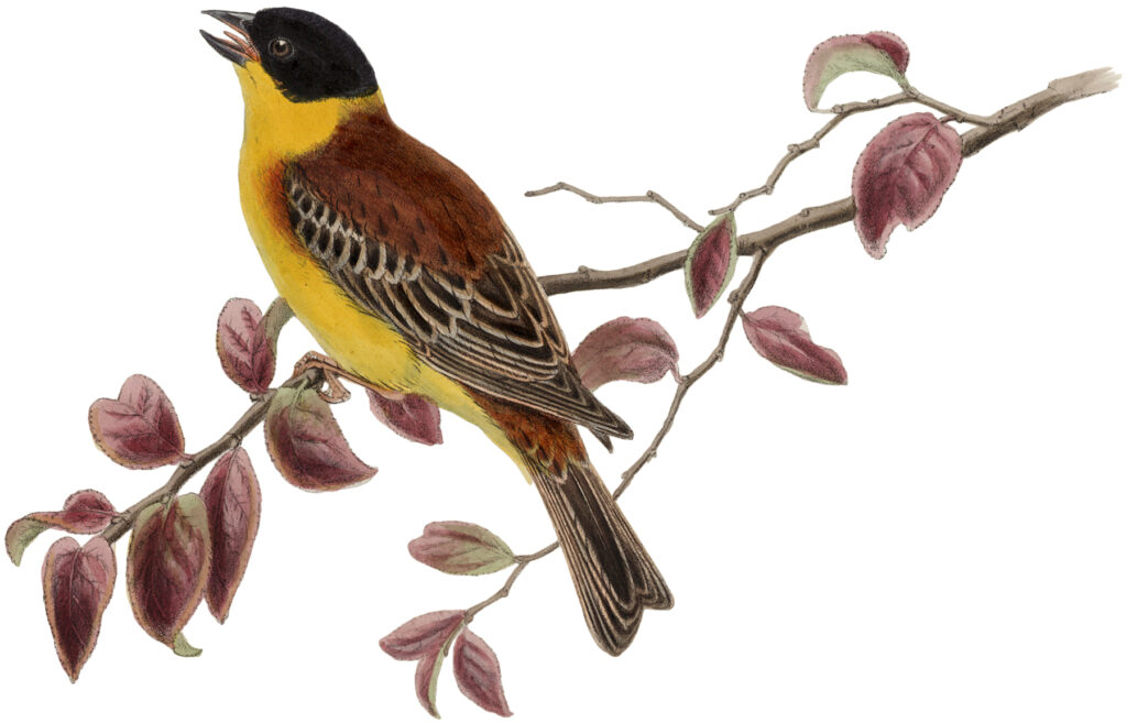 yellow bird branch clipart