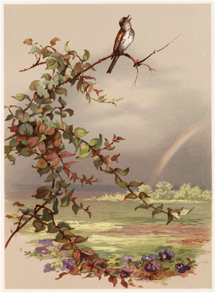 bird landscape rainbow image