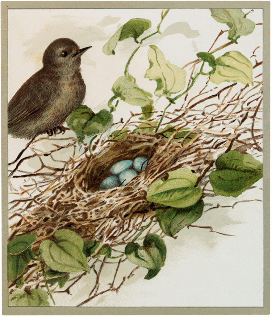 brown bird nest blue eggs illustration