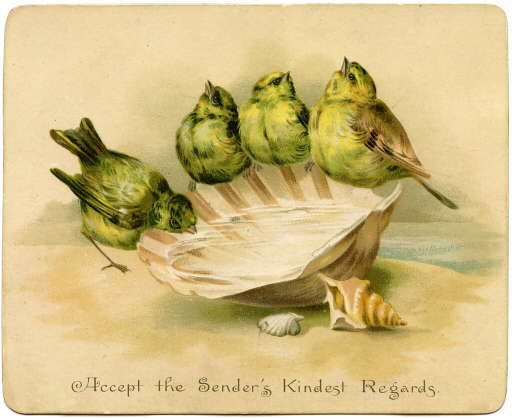 birds seashell vintage illustration