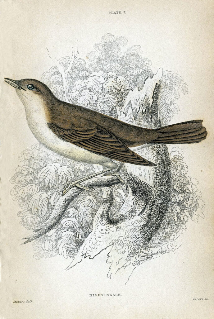 nightingale bird natural history image